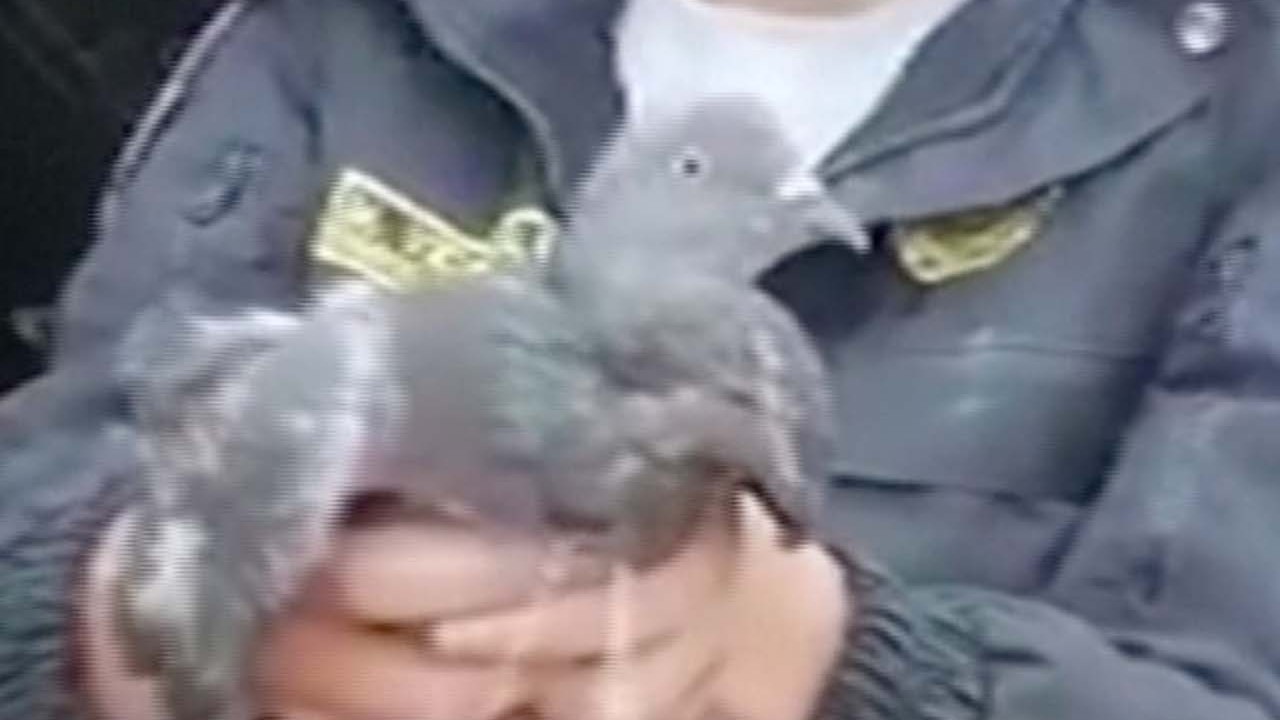 ‘Narco pigeon’ arrested for smuggling weed into a Peruvian prison