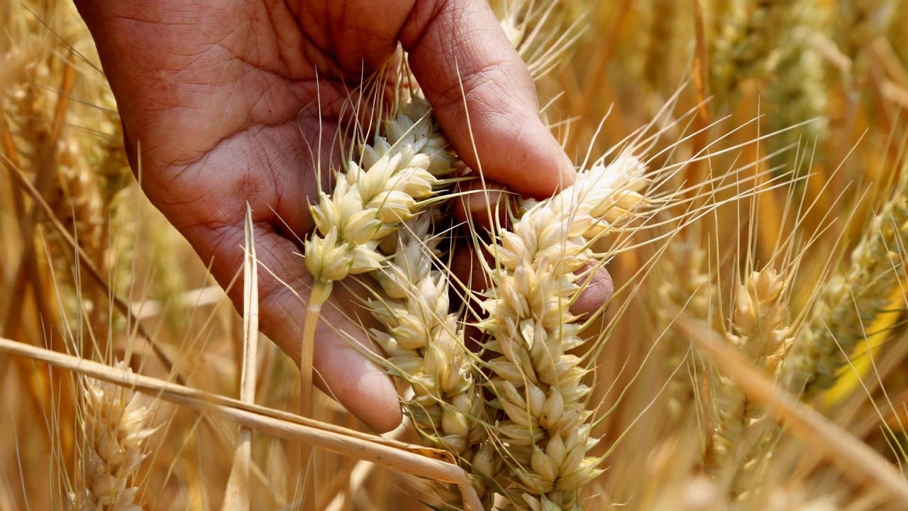 China announces bumper wheat harvest amid looming global food crisis caused by Ukraine war