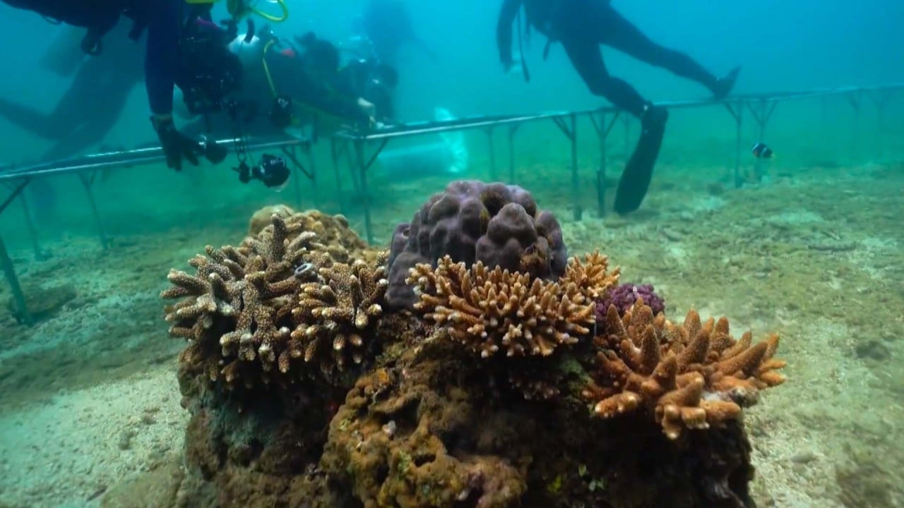 Arrecifes de coral artificiales plantados en el Mar Meridional de China para celebrar el Día Mundial de los Océanos