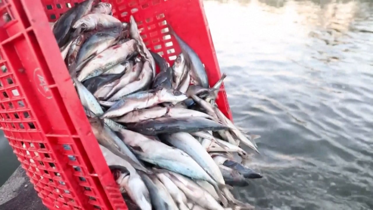 Taiwanese fish farmers hurt by mainland China import bans after Pelosi visit