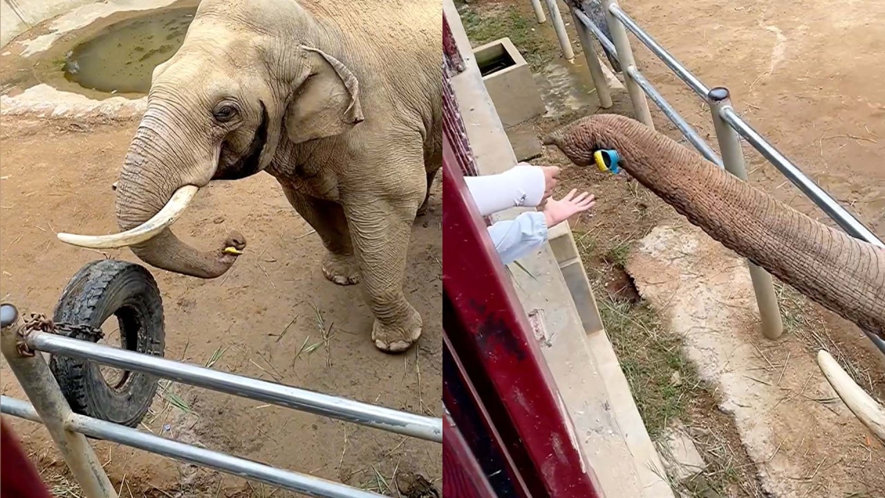 Smart elephant returns child’s shoe at zoo in China