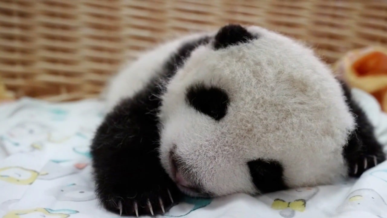 Meet the world’s heaviest captive panda cub born in China 