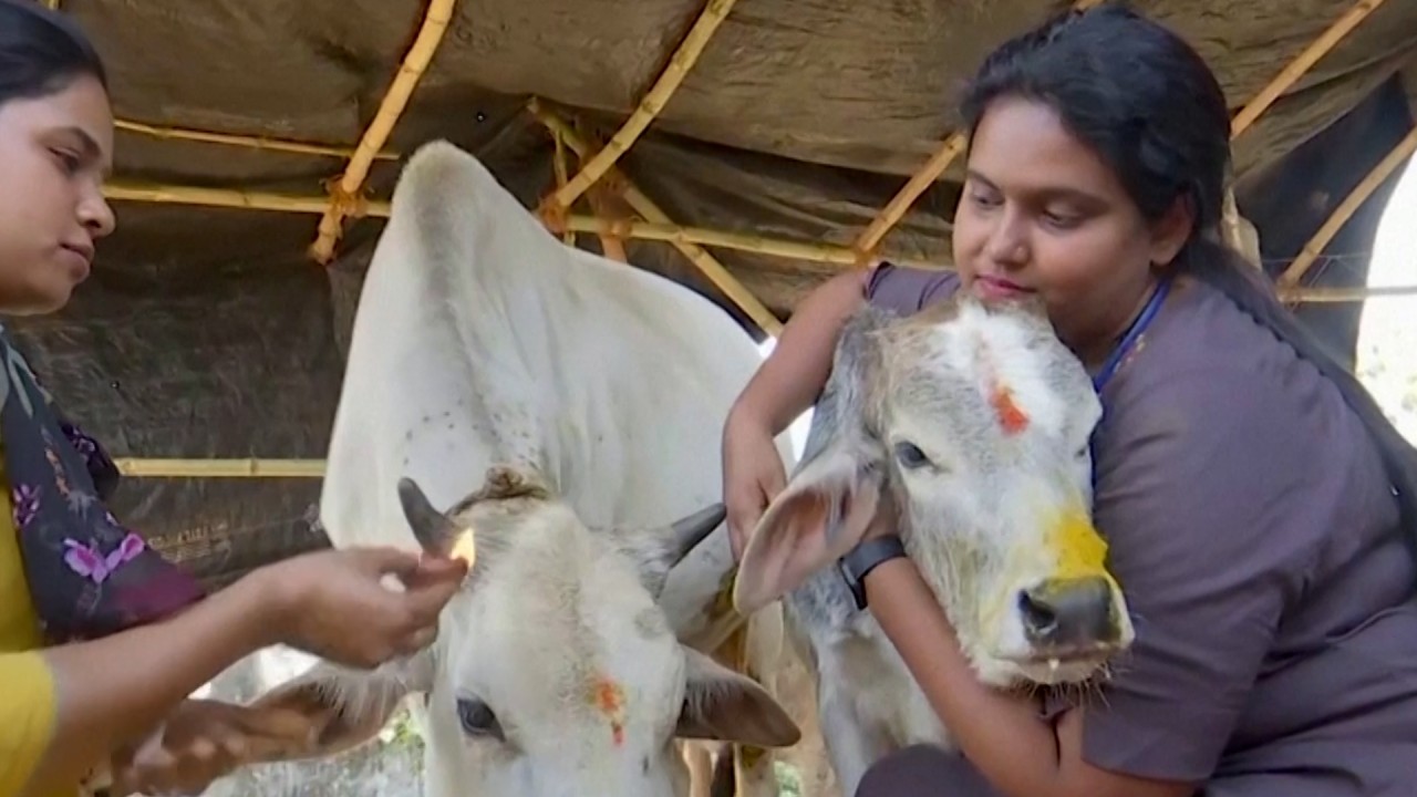 India loves its cows. But with 5 million strays, that's becoming a ...