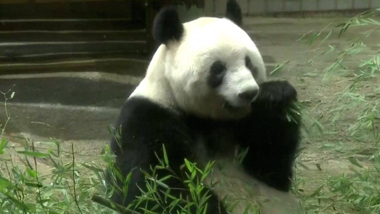 How has China’s panda diplomacy evolved and where are its stars now ...