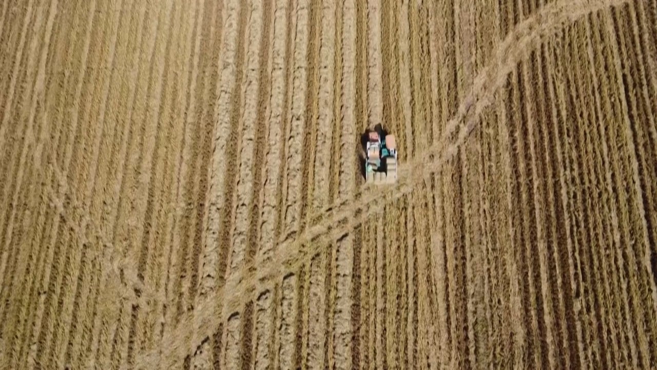 More rice, less gas: Chinese and Swedish scientists create hybrid to