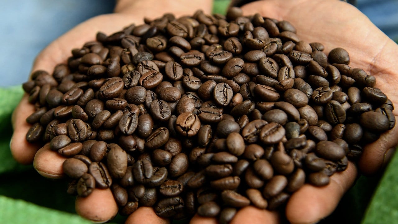 Robusta coffee deals beans