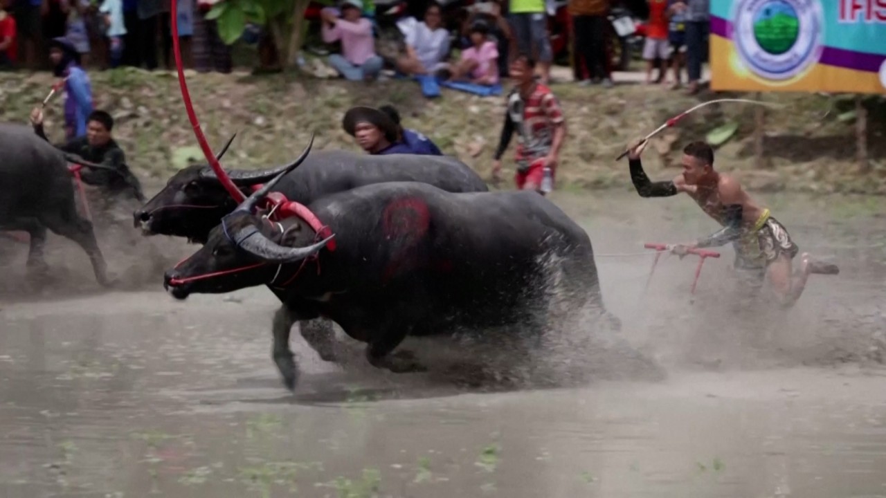 Annual water buffalo race kick-starts rice cultivation season in Thailand