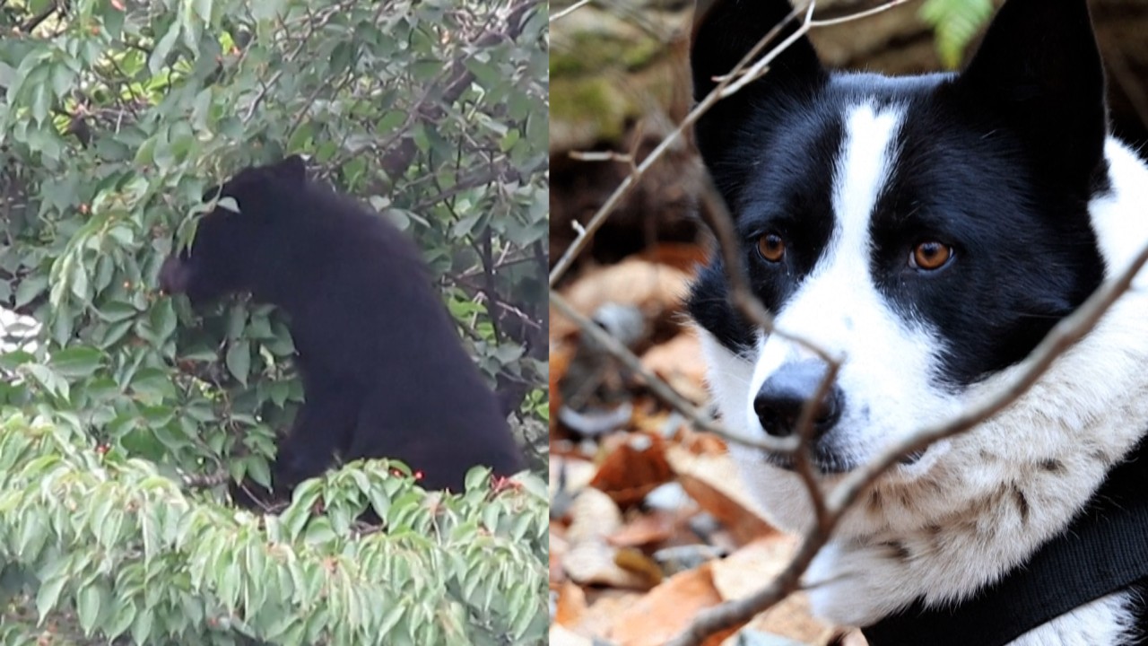 Japans bears in bad mood and hungry as attacks on humans surge