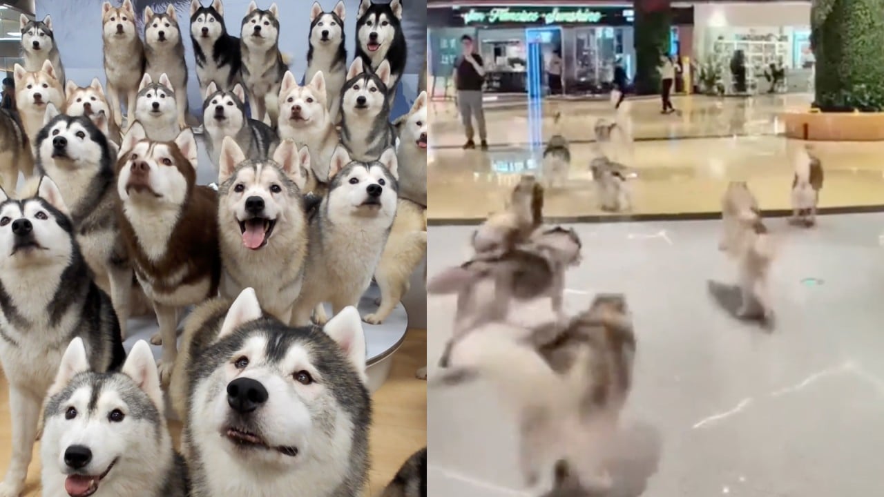 The great escape: 100 huskies run amok in China shopping centre