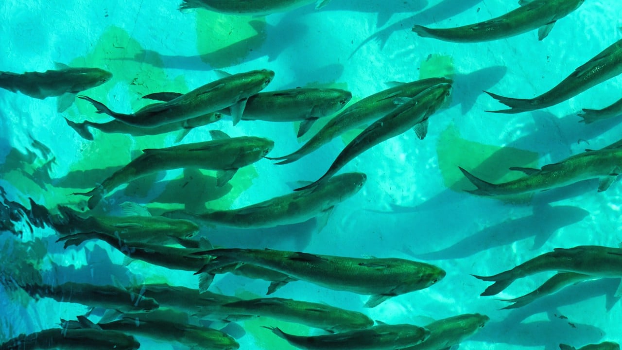 Singapore floats hi-tech fish farm to meet food demands 