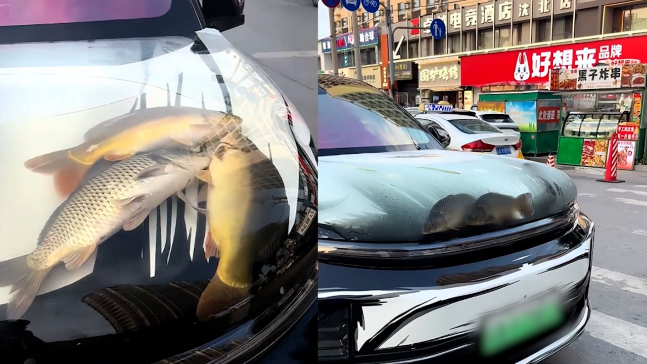 Driver in China criticised for turning car bonnet into ‘fish tank’, image size:1280x720