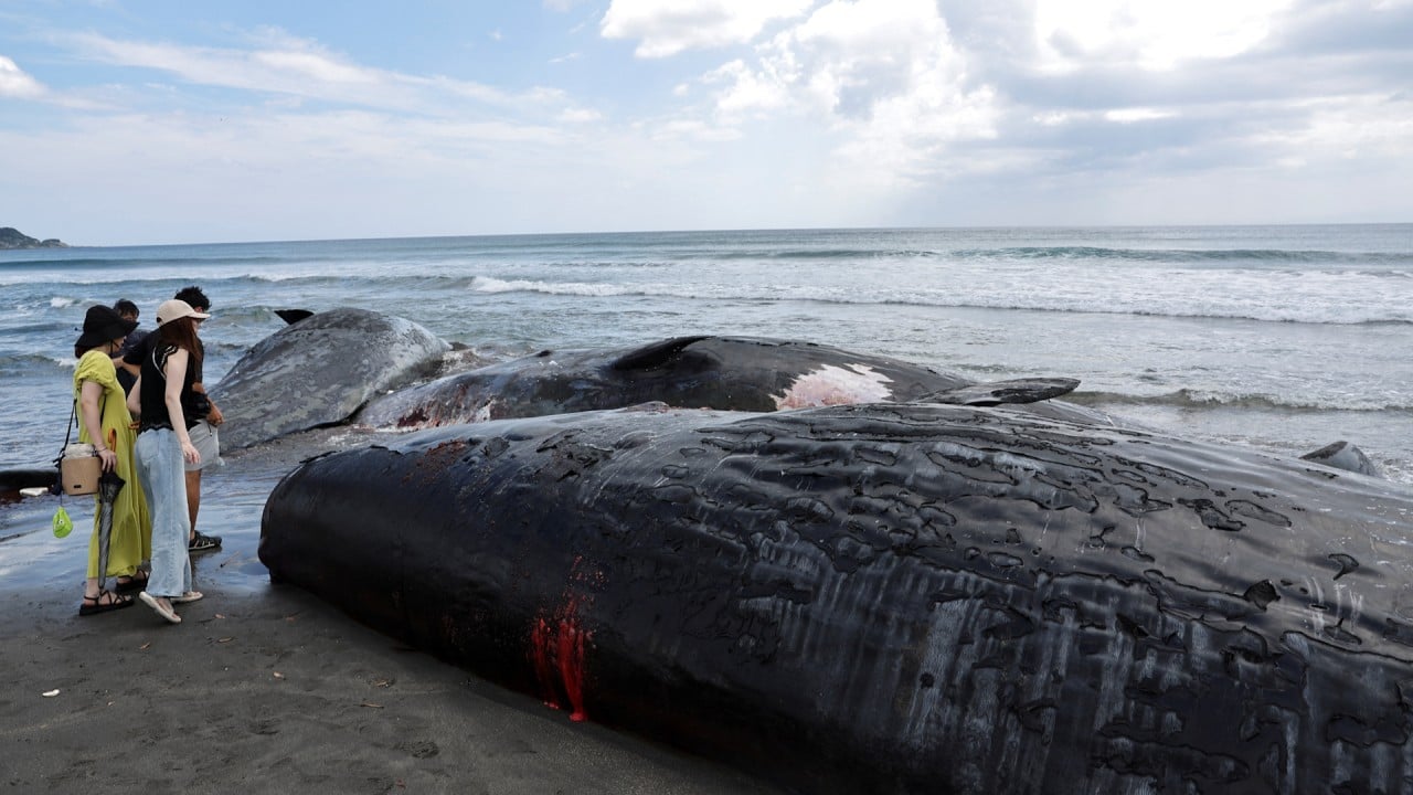 Beached whale sighting off Japan day before massive earthquake