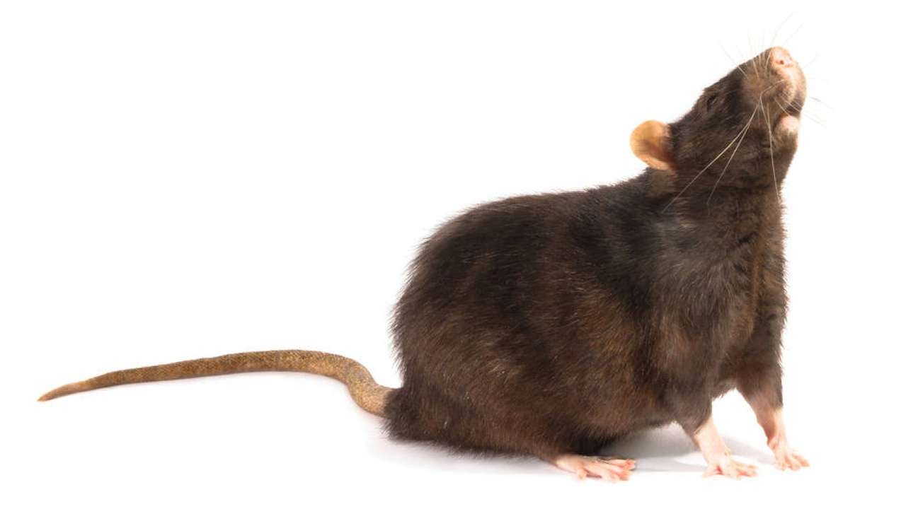 Rodents beware: Jakarta offers cash reward for live rats in vermin  clampdown