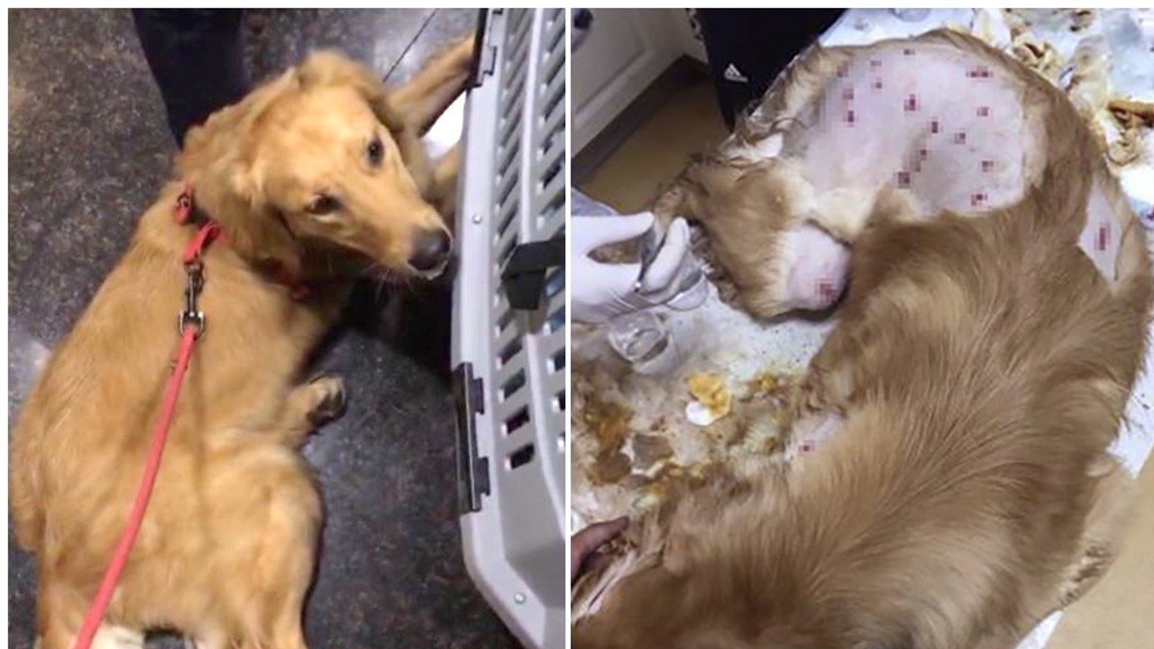 Dogs flying in cargo hold sales