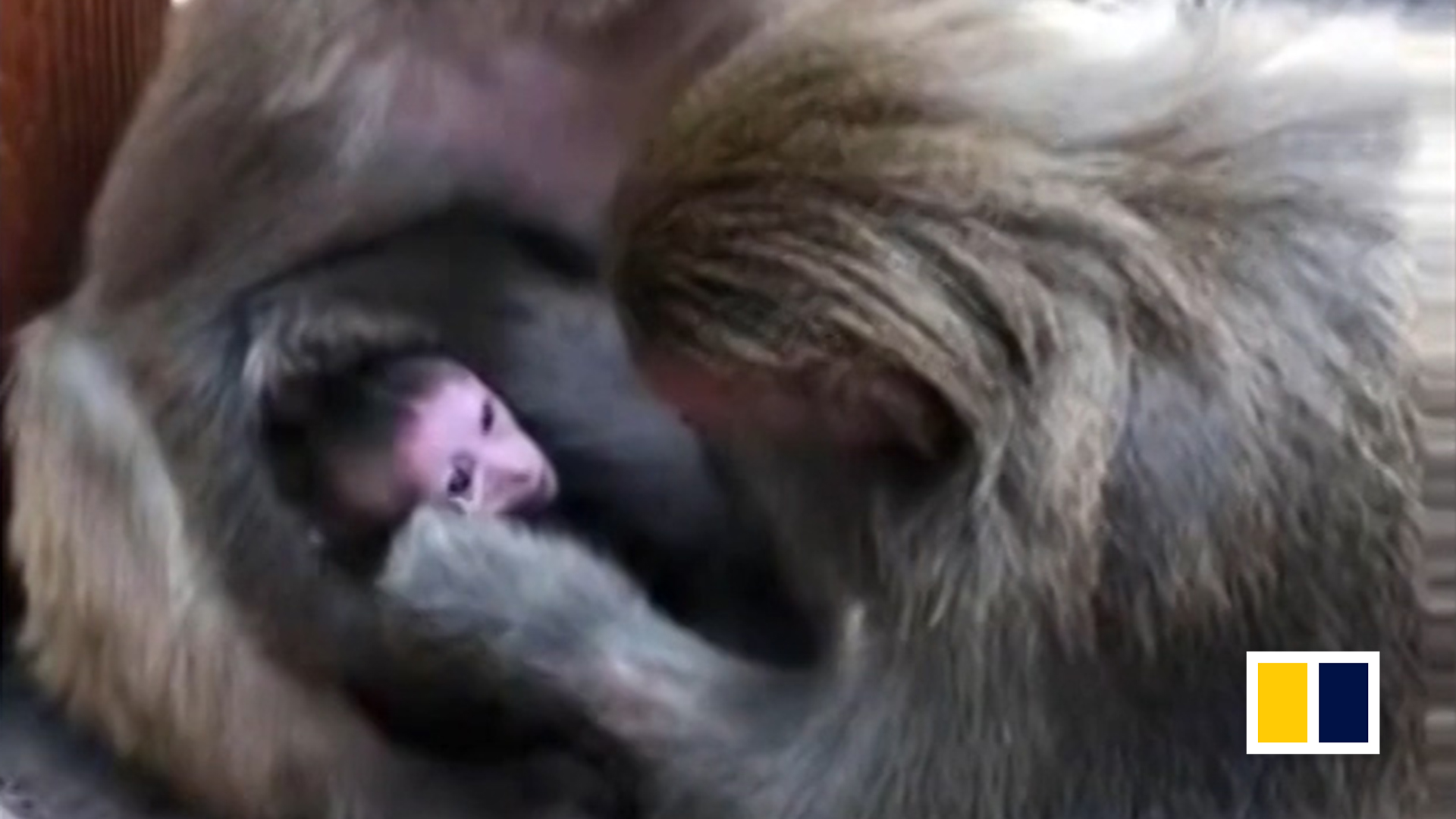 Papa monkey tenderly kisses his baby