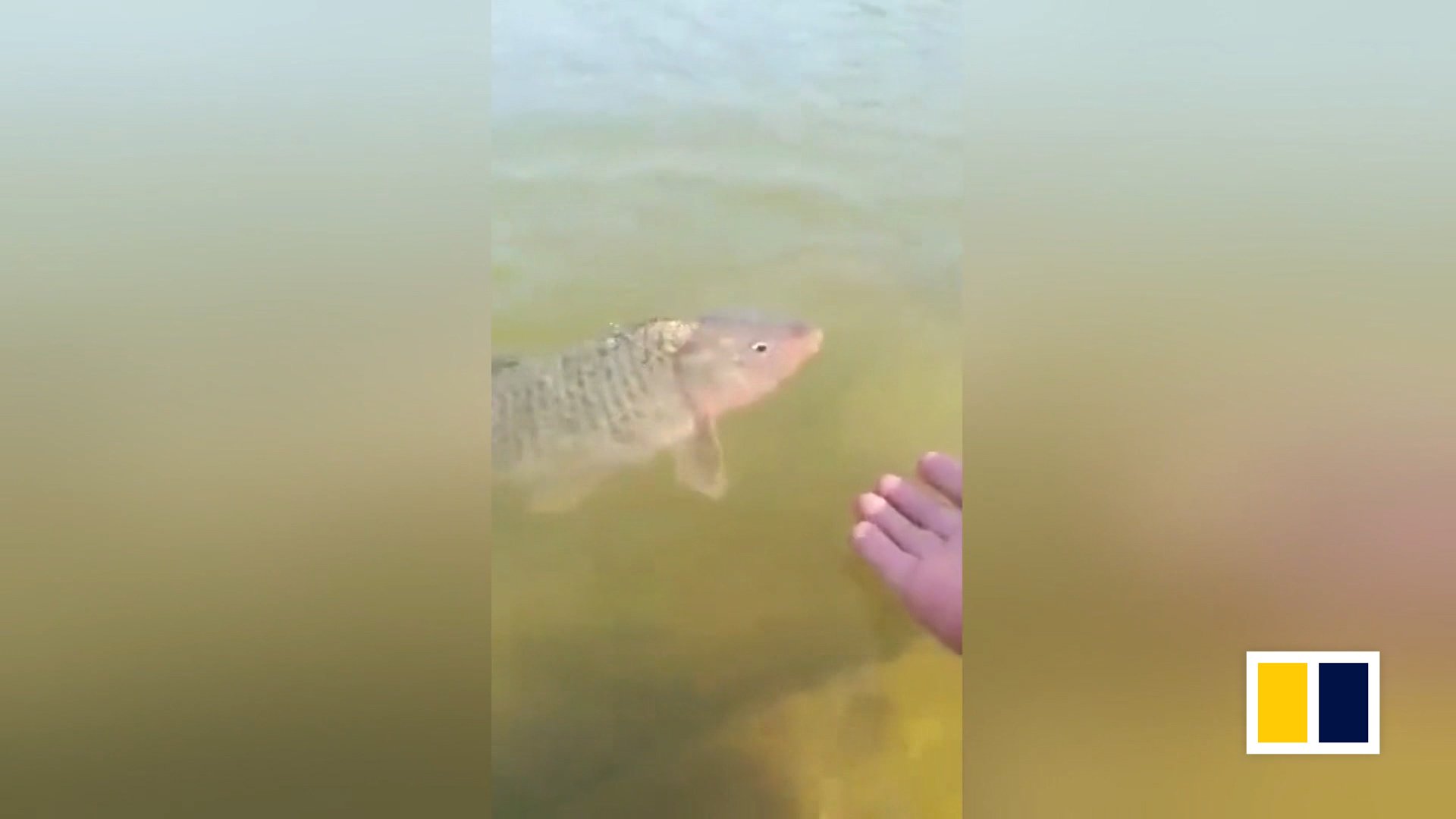 Fish released into wild after being rescued refuses to leave
