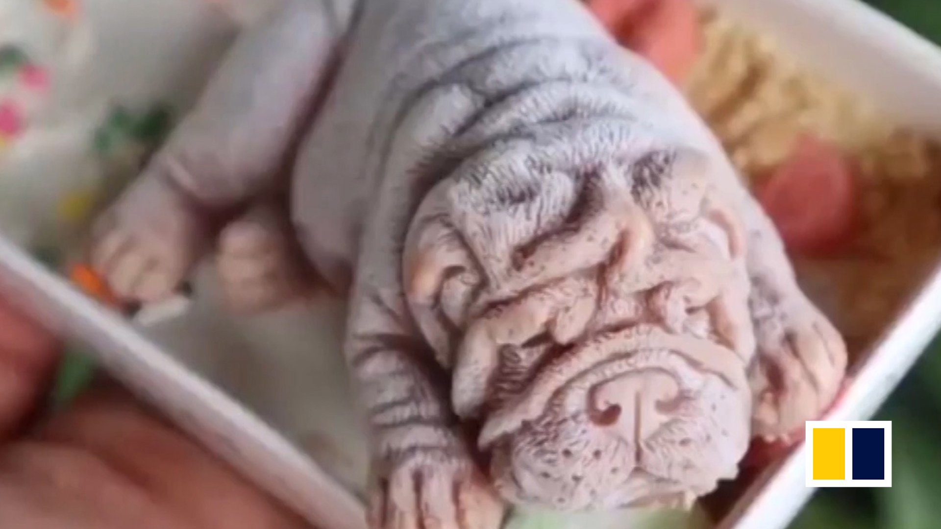 Cute or creepy? Ice cream ‘puppy’ goes viral in Taiwan