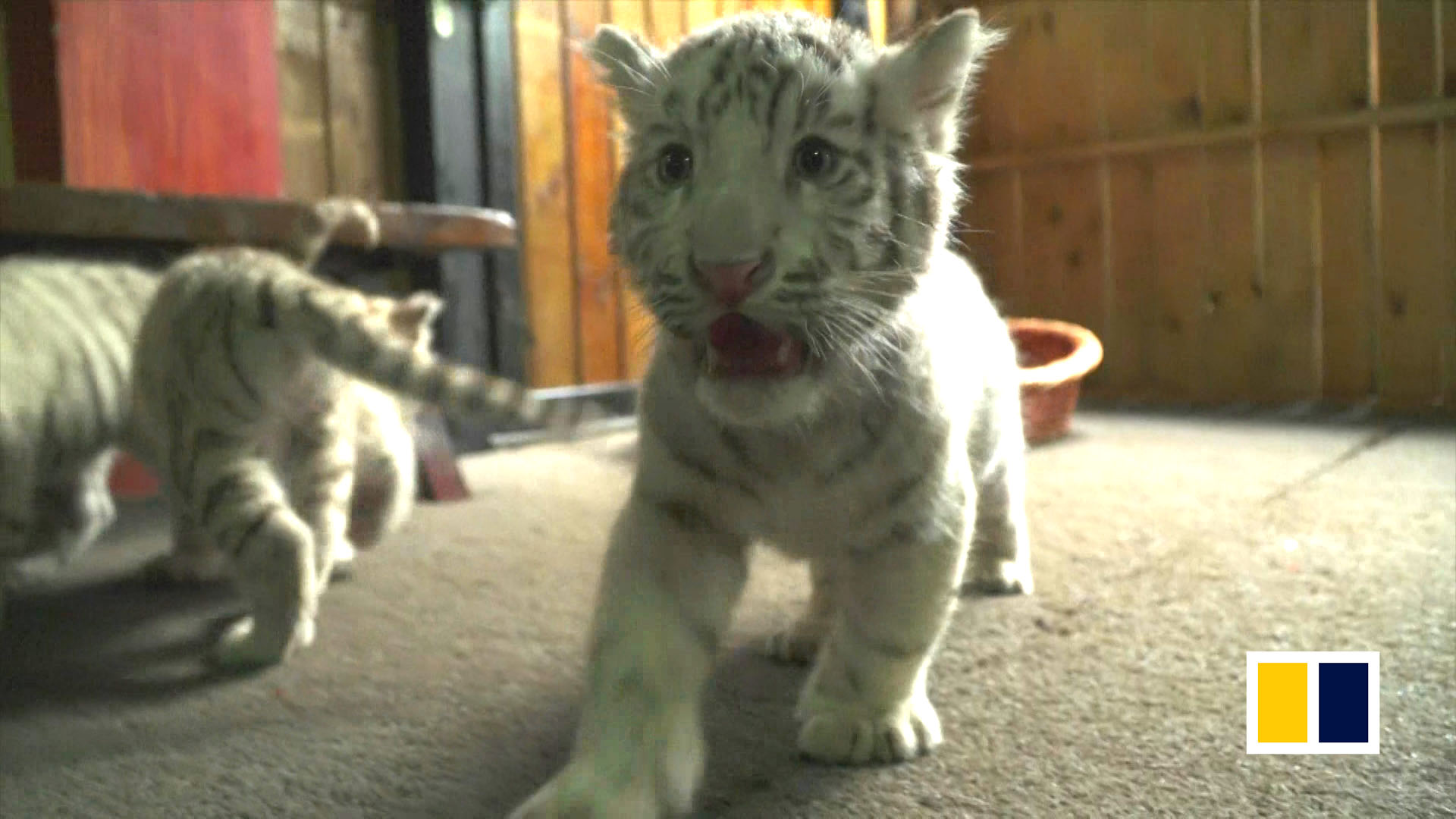 Newborn white tiger triplets struggle to stay awake as they make public  debut at zoo in China